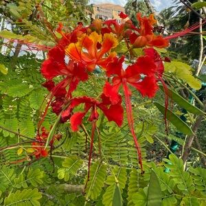 Pride of Barbados aka dwarf flamboyant, bird of paradise seeds.  7 seeds.
